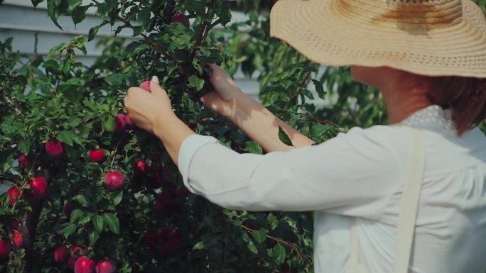 年轻的女园丁戴着帽子在自家后院的花园里摘李子，慢镜头