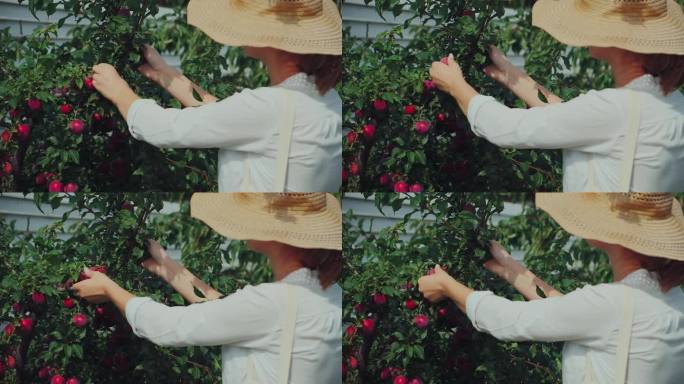 年轻的女园丁戴着帽子在自家后院的花园里摘李子，慢镜头
