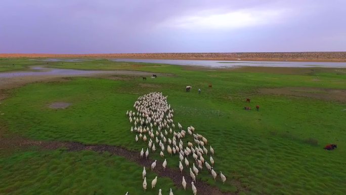 沙漠湿地草原 羊群