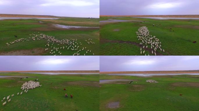 沙漠湿地草原 羊群