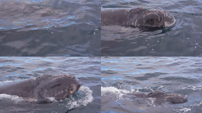 南露脊鲸从海洋中冲出的超级特写，慢动作，从它们的喷水孔放水，皮拉米德港