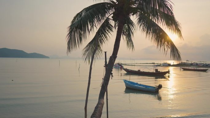 苏梅岛热带海滩上的椰子树