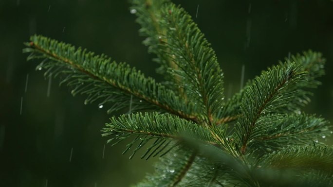 青松枝上的水滴。密林中的阵雨，降雨特写。针叶林的雨天。松叶上的慢动作雨滴。大雨落冷杉树枝。