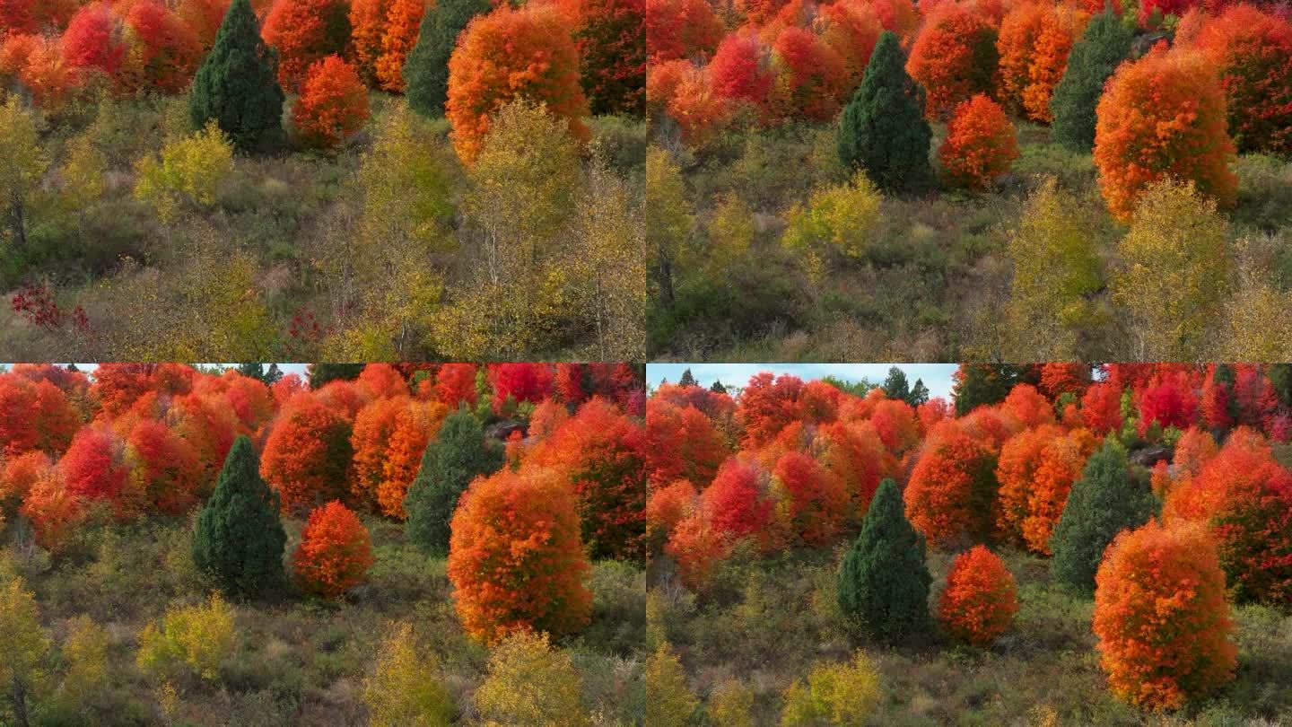 电影无人机航拍令人惊叹的秋天温暖的五彩缤纷的颜色红橙黄绿茂密的白杨树沟森林大塔吉通过爱达荷州大提顿斯