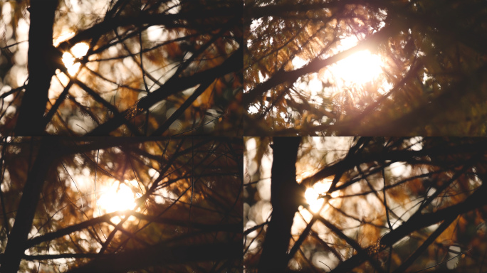 森林阳光空镜头