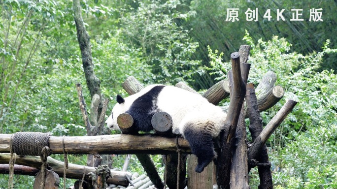 大熊猫花花吃竹子国宝熊猫趴着玩耍