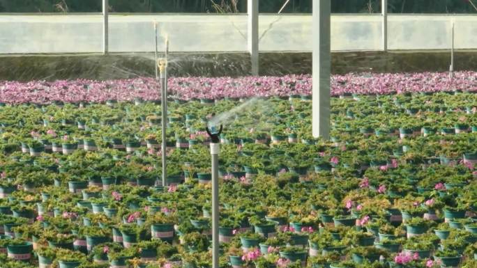 花卉养殖