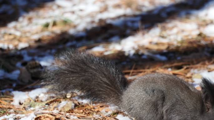 冬季森林里松鼠吃坚果慢动作升格