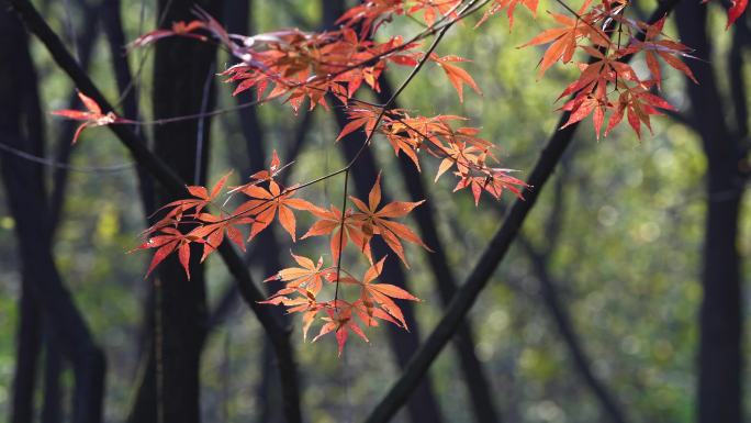 秋天枫叶特写