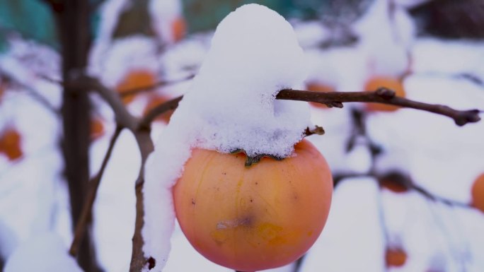 柿子上覆盖着第一场雪。雪中的柿子