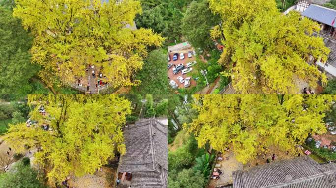 航拍铜梁慧光寺银杏秋色