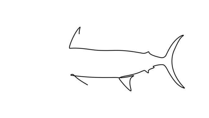 动画视频的新鲜马林鱼，旗鱼，旗鱼在连续的线条艺术风格。