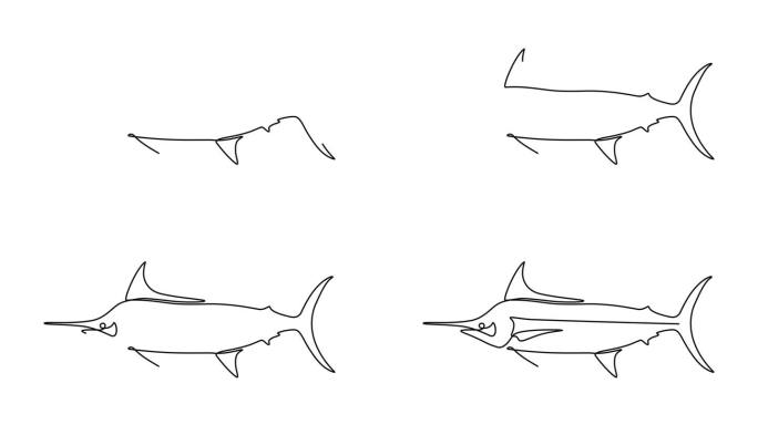 动画视频的新鲜马林鱼，旗鱼，旗鱼在连续的线条艺术风格。