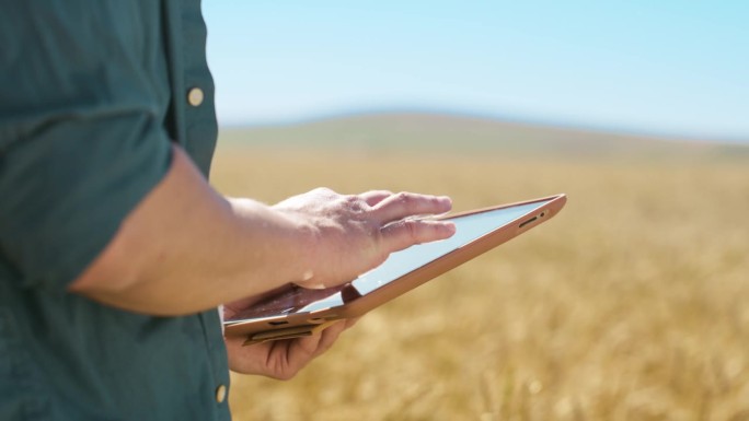 农民，手和平板在田间小麦检验，卷轴或质量保证的可持续性。农业，谷物和点击增长，数据和评估农场检查，健