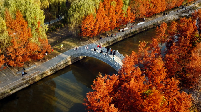 西安潏河公园（樊川公园）水杉秋景