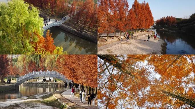 西安潏河公园（樊川公园）水杉秋景