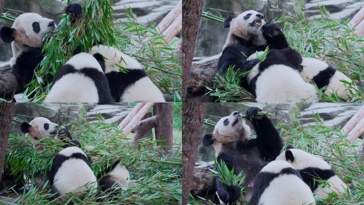 大熊猫哺乳