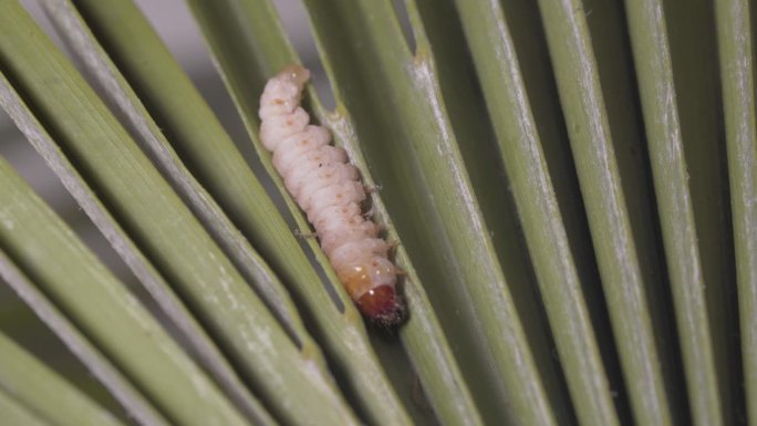 破坏欧洲棕榈文化的棕榈螟虫
