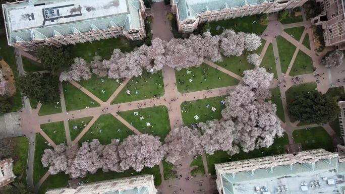 从空中俯瞰华盛顿大学的Quad，那里有许多学生和盛开的樱桃树