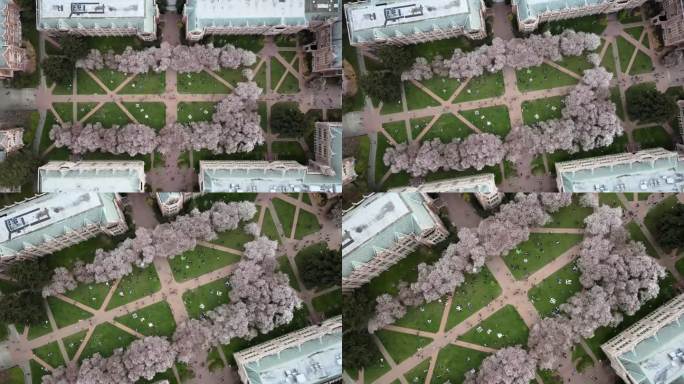 从空中俯瞰华盛顿大学的Quad，那里有许多学生和盛开的樱桃树