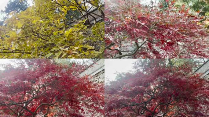 4K深秋初冬北京香山公园香山红叶空镜素材