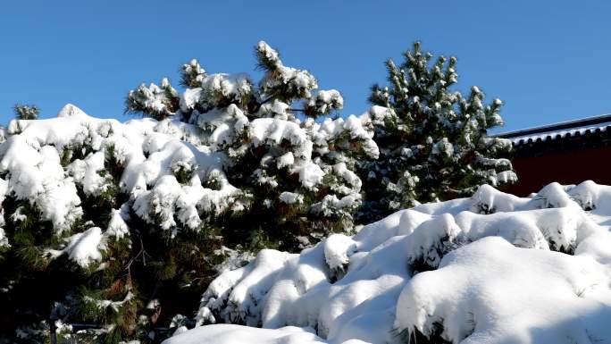 雪后青松