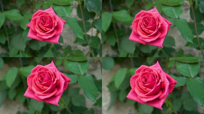 清晨阳光下鲜红的玫瑰，红色的花朵，玫瑰在风中摇曳
