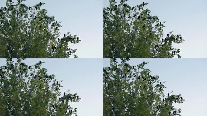 乌鸦鸟在树枝上与蓝天，慢动作