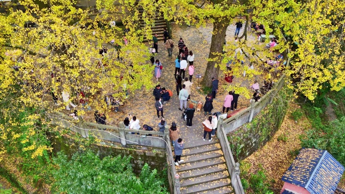 航拍铜梁慧光寺银杏秋色