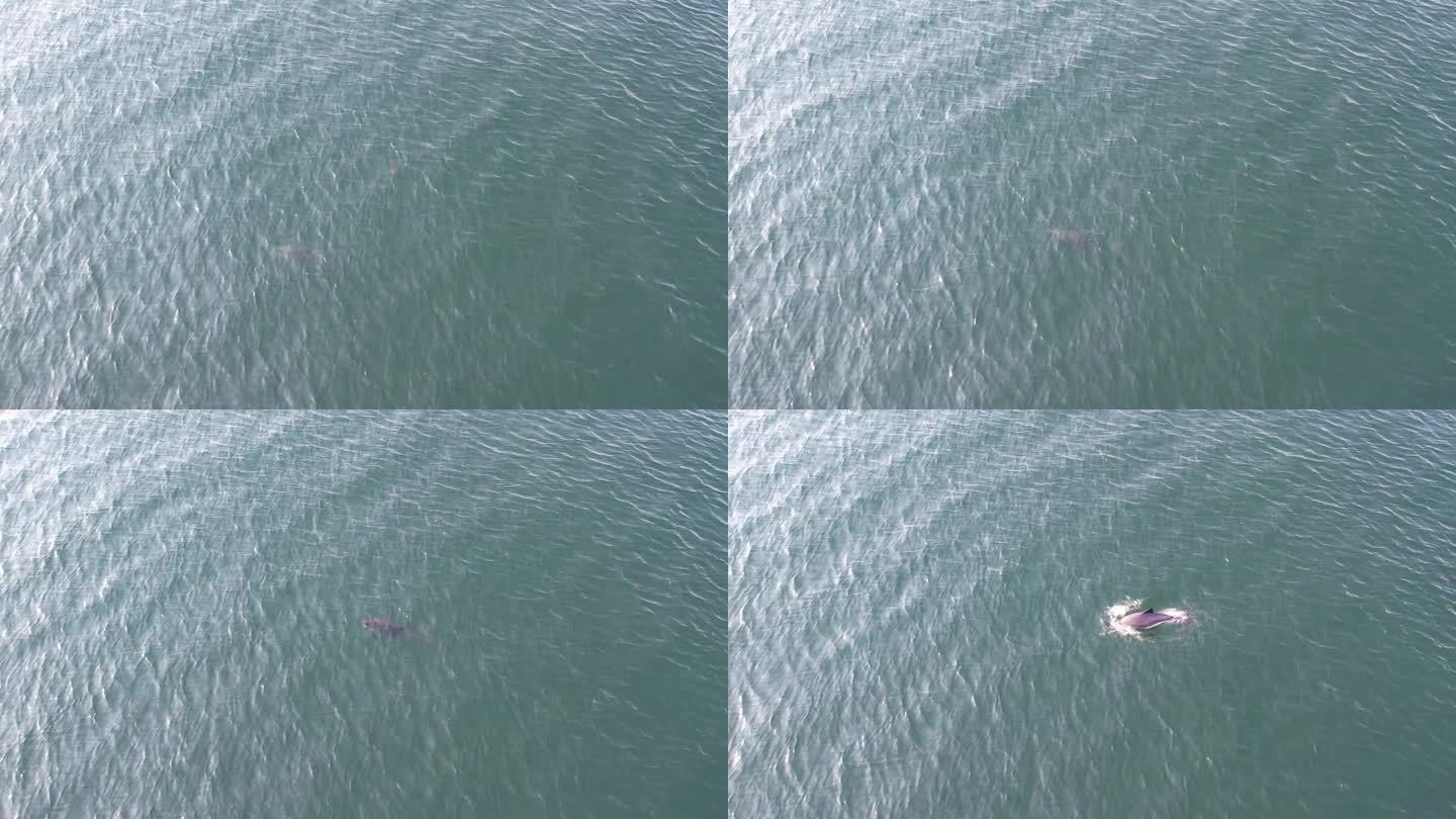 海港海豚跃出水面的鸟瞰图
