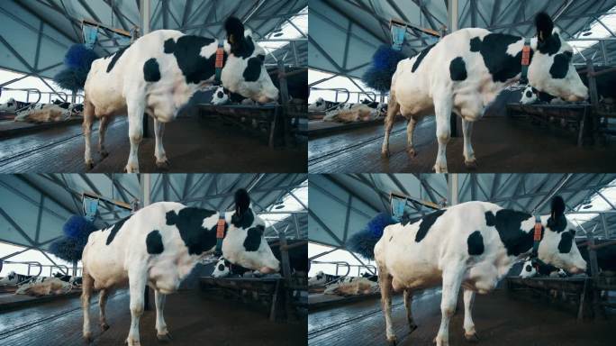 农场里的奶牛正在被自动机器刷毛