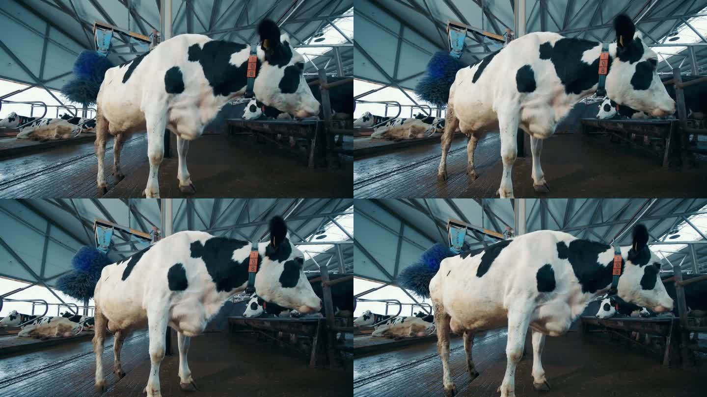 农场里的奶牛正在被自动机器刷毛