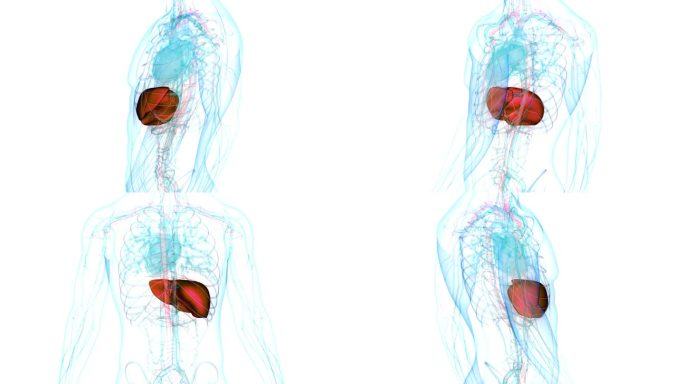 人体内部消化器官肝脏解剖动画概念