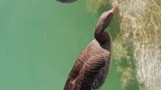 鹅在水下进食的垂直镜头