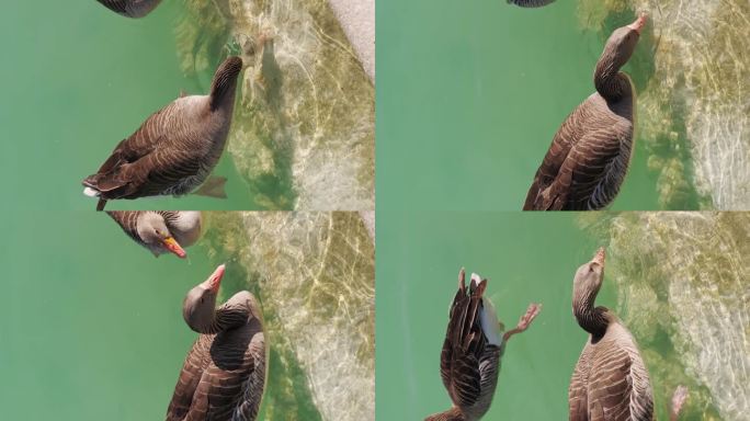 鹅在水下进食的垂直镜头