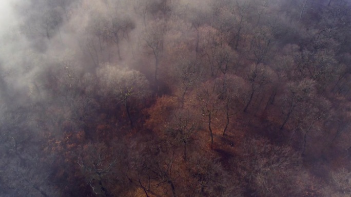 航拍于深秋，雾气弥漫的森林上，光秃秃的树木被微弱的阳光照亮。