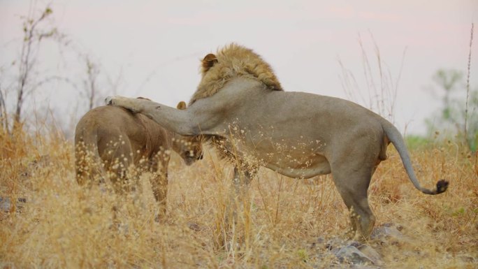 在繁殖季节，一头雄性非洲狮正在引诱它的伴侣交配。南非