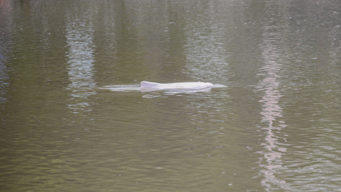 中华白海豚误入内河，紧急救援