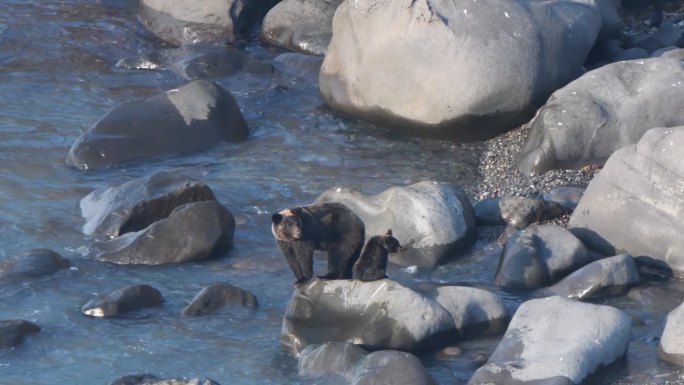 北海道知子半岛的海滩上，一只棕熊妈妈和她的小棕熊正在寻找鲑鱼。