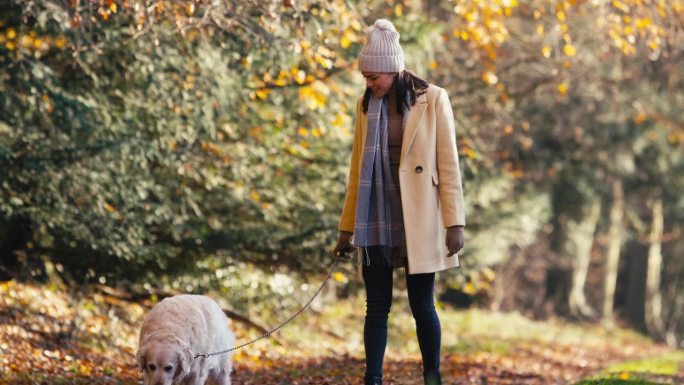 一名女子牵着金毛猎犬在秋天的公园或乡村散步