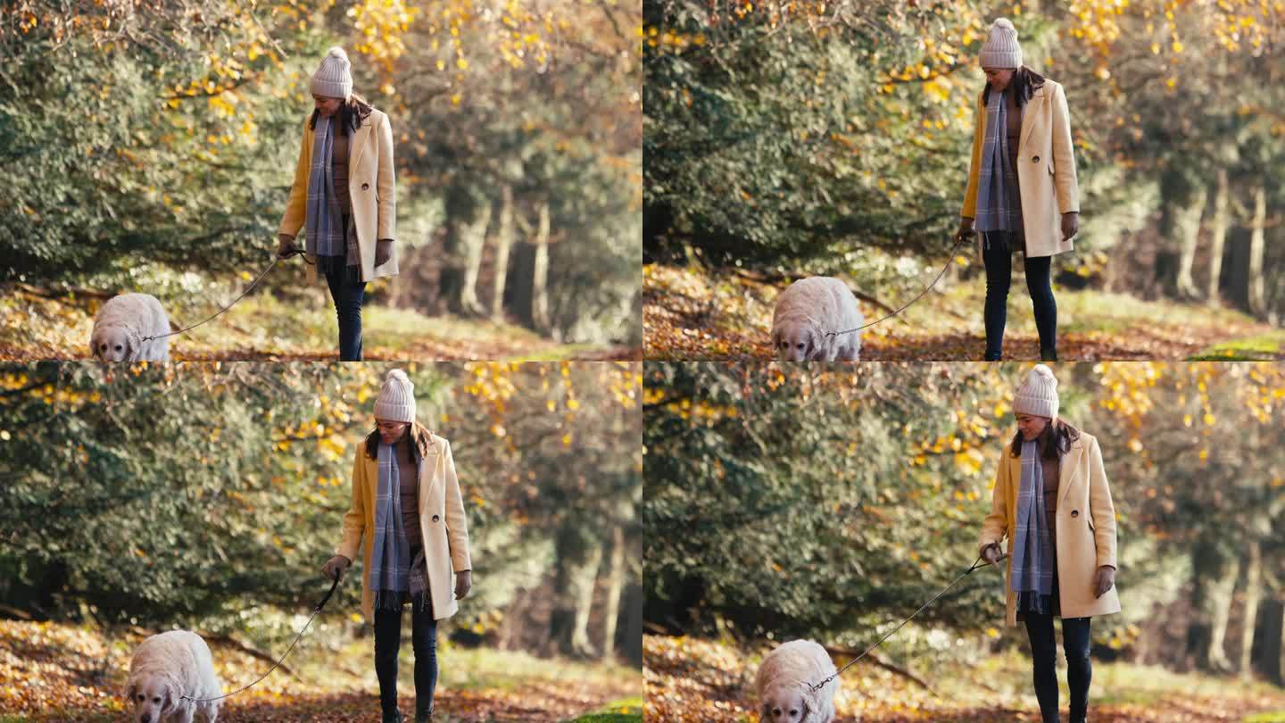 一名女子牵着金毛猎犬在秋天的公园或乡村散步