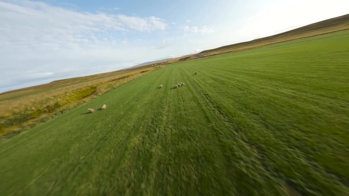 低FPV从冰岛田野里奔跑的一小群羊的头顶拍下