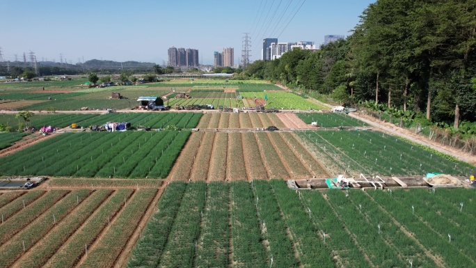 【正版素材】现代农业蔬菜种植基地