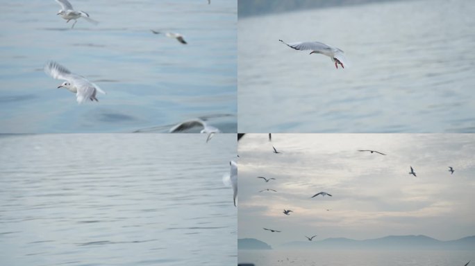 4k升格海鸥鸟群西伯利亚红嘴鸥飞翔