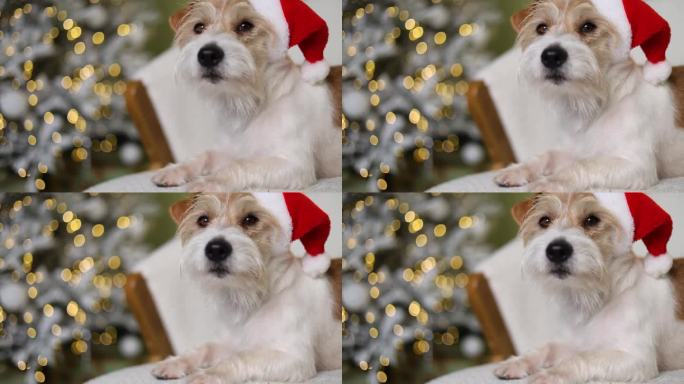 狗正坐在沙发上。一只宠物戴着红色的圣诞老人帽子，背景是一棵装饰过的冷杉树。杰克罗素梗在新年的房子迎接