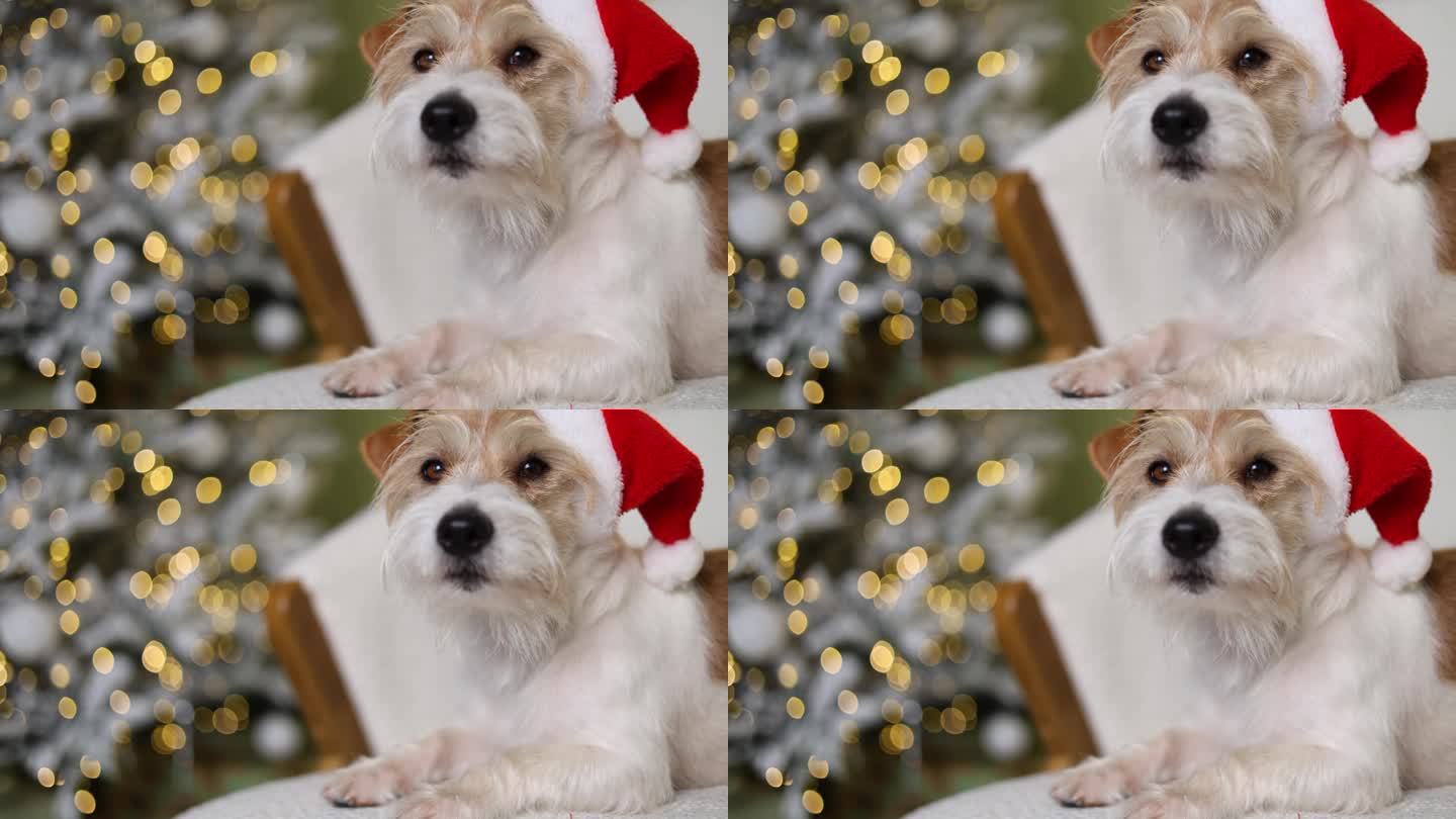 狗正坐在沙发上。一只宠物戴着红色的圣诞老人帽子，背景是一棵装饰过的冷杉树。杰克罗素梗在新年的房子迎接