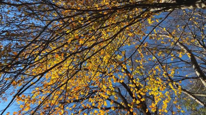 秋日里，黄树叶映衬着天空的树冠的底景。