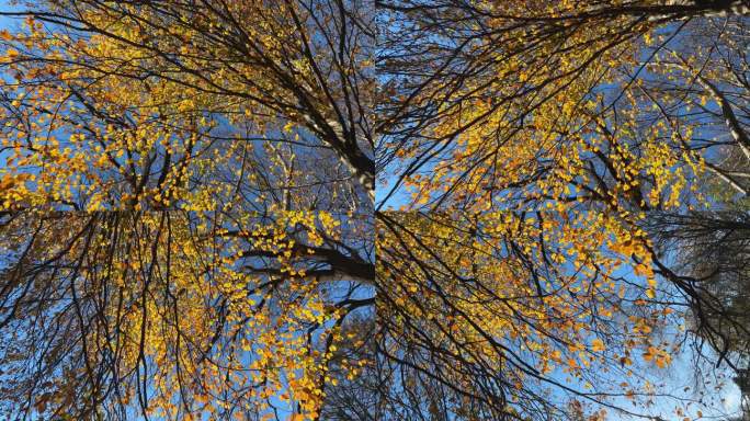 秋日里，黄树叶映衬着天空的树冠的底景。