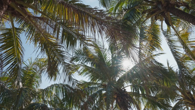 逆光树叶海南椰子树太阳