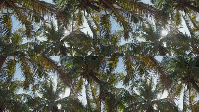 逆光树叶海南椰子树太阳